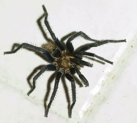Cyclosternum fasciatum in our bathroom Seen in the bathroom, tonight.
I think it is a juvenile, only about 5 cms.
Slightly overexposed put it helps to show the detail. I hear they love cocarachas and mealworms. So he or she stays.
Update, we just were eating our dinner when Chris said.. is taht your spider. So I grabbed a ruler and it is 6.5 cm. I can also confirm that they are very fast and go after weevils.
I have tried to talk to him-her but she doesn't want to go out. Will have to try tomorrow morning, we have a gale force blowing at the moment.
I hope this is not against the rules but then he or she walked in here so sorry about the tiles. Araneae,Costa Rica,Cyclosternum fasciatum,Fall,Geotagged,tarantula,very small spider