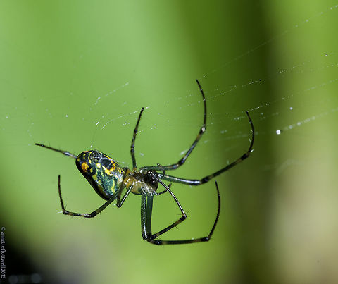 A garden spider - no ID yet here is one for http://www.jungledragon.com/user/2692/carlos_mora_cavallini.html
So glad he joined, I now can pester him as much as needed :)
taken today in our garden. about 20mm with legs
Carlos has gladly identified it it is a male Nephila clavepis Araneae,Costa Rica,Fall,Geotagged,Leucauge venusta,Orchard spider