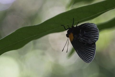 White-rayed Checkerspot