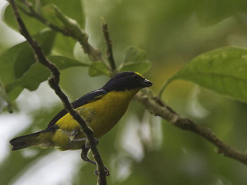 Euphonia affinis They breed in our garden, once even in a hanging pot right next to a bee's nest :) This is taken after they left, we stayed clear of our verandah till they were gone. Costa Rica,Euphonia affinis,Euphonia hirundinacea,Geotagged,Scrub euphonia,Summer,Yellow-throated euphonia,bird,euphonia