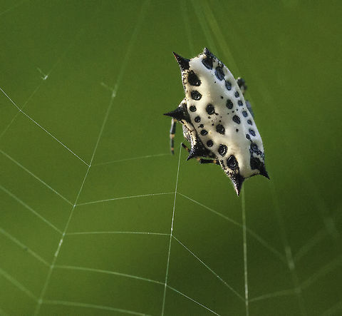 Gasteracantha cancriformis - la panadera a little garden spider with as many names as spikes. Araneae,Costa Rica,Gasteracantha cancriformis,Geotagged,Summer,cute little spider,la panadera