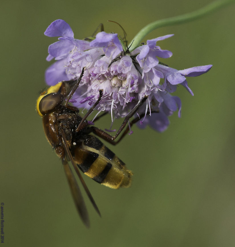 Milesia crabroniformis this big hover fly makes a good imitation of a hornet, trying to veer enemies off.<br />
 France,Geotagged,Milesia crabroniformis,Summer,Syrphidae,hover fly,insect