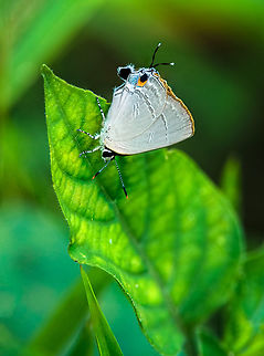Rapala_iarbus_sorya_-_indian_red_flash one from Malaysia, I can't find the big file right now but I might try another time.
A good example of a hairstreak mickicking the front end Common Red Flash,Fall,Geotagged,Malaysia,Rapala iarbus,Rapala iarbus sorya,butterflies,insect,lycanidae