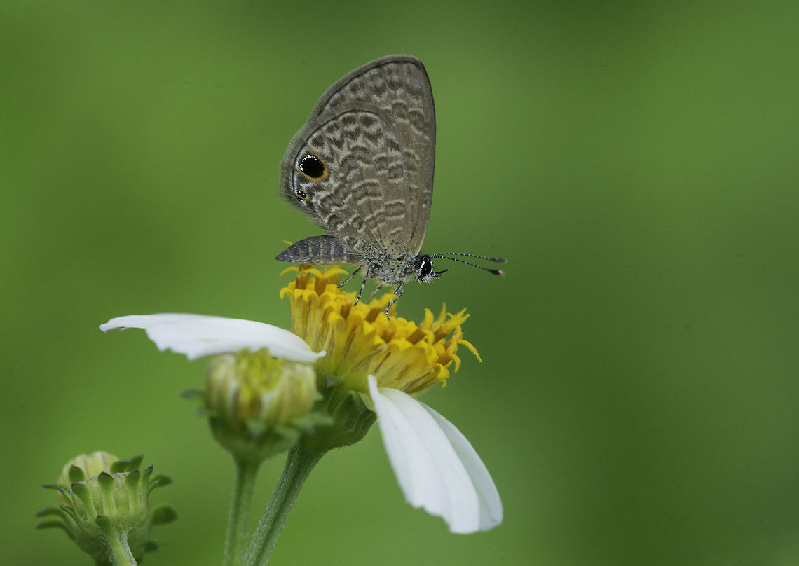 Prosotas dubiosa lumpura Near an abandoned property on the riverside, in the center of Ipoh I found 7 different species of butterflies within 20 minutes. This is one of them. The others were 2 junonias, the tawny coster,the omnipresent 5 ring, a 7 ring and this one. <figure class="photo"><a href="https://www.jungledragon.com/image/33901/zizina_otis_lampa_-_lesser_grass_blue.html" title="Zizina otis lampa - lesser grass blue"><img src="https://s3.amazonaws.com/media.jungledragon.com/images/2552/33901_thumb.jpg?AWSAccessKeyId=05GMT0V3GWVNE7GGM1R2&Expires=1763596810&Signature=jQgyWzbwLTuqrYwlnQnCqZPFCXM%3D" width="116" height="152" alt="Zizina otis lampa - lesser grass blue in a bit of grassland next to Ipoh river. It is the smallest blue I have ever seen, about 15 mm wingspan<br />
Fall,Geotagged,Lesser Grass Blue,Malaysia,Zizina otis,Zizina otis lampa,lesser grass blue,lycanidae" /></a></figure><br />
<br />
Fall,Geotagged,Malaysia,Prosotas dubiosa,Prosotas dubiosa lumpura,Tailless Lineblue,butterflies,insects,lycanidae,tailless line blue