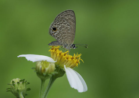 Prosotas dubiosa lumpura Near an abandoned property on the riverside, in the center of Ipoh I found 7 different species of butterflies within 20 minutes. This is one of them. The others were 2 junonias, the tawny coster,the omnipresent 5 ring, a 7 ring and this one. http://www.jungledragon.com/image/33901/zizina_otis_lampa_-_lesser_grass_blue.html

 Fall,Geotagged,Malaysia,Prosotas dubiosa,Prosotas dubiosa lumpura,Tailless Lineblue,butterflies,insects,lycanidae,tailless line blue