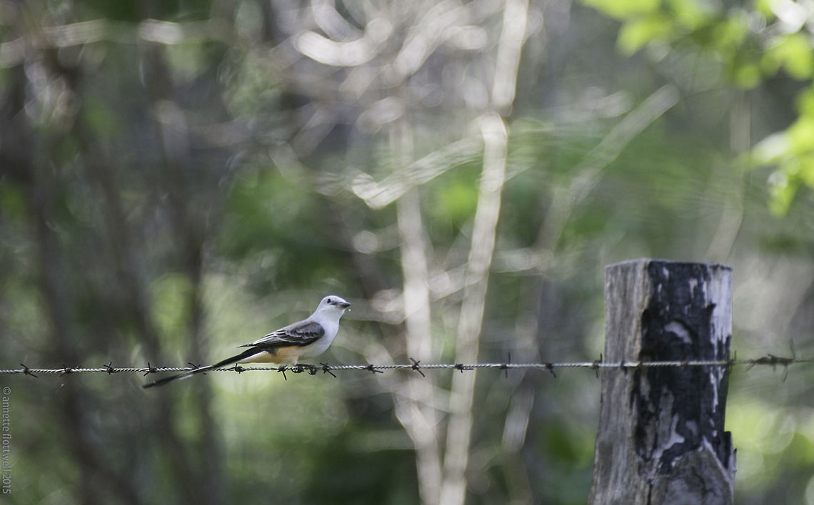 Scissor_tailed_Flycatcher - tijerita_rosada or Tyrannus_forficatus Sorry, couldn&#039;t get any closer. Sometimes 400mm is just not enough. Seen today by the side of the (unmade) road.<br />
 Costa Rica,Fall,Geotagged,Scissor-tailed Flycatcher,Tyrannidae,Tyrannus forficatus,bird,flycatcher