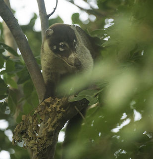Solistice coati I was driving home when I saw him, just after sunset. That was the highlight of the day. Costa Rica,Fall,Geotagged,Nasua narica,Procyonidae,White-nosed coati,coati,guanacaste,mammals,nasua narica