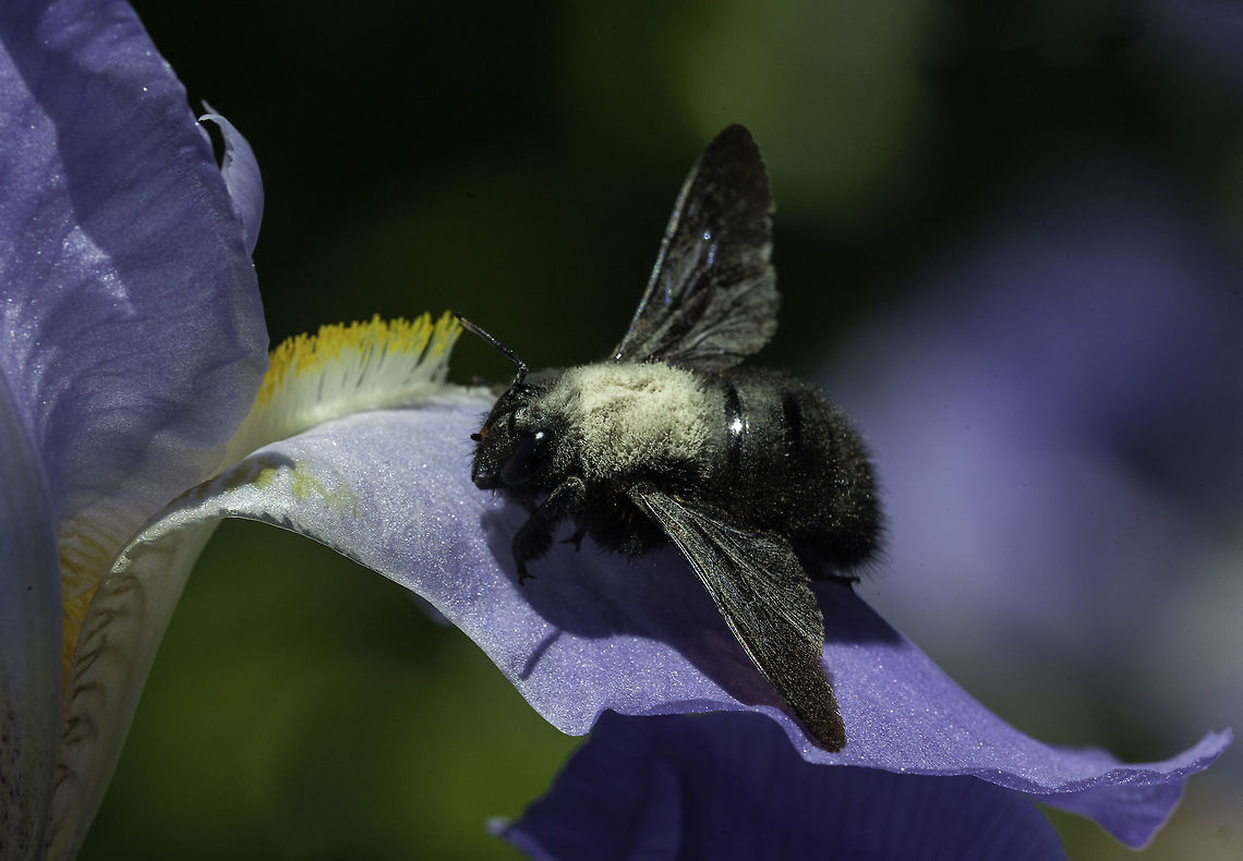 Xylocopa valga a huge carpenter bee in our garden in the Dordogne France,Geotagged,Spring,Xylocopa valga,carpenter bee,insect