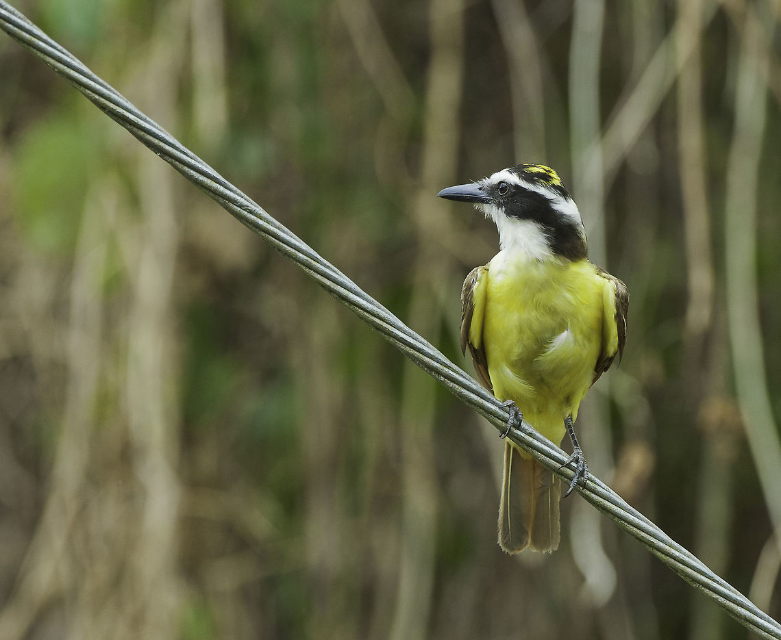 pitangus sulphuratus-great kiskadee the biggest one of the local flycatchers. Seen about 25km east of my home, on the south side of the big lake Costa Rica,Geotagged,Great Kiskadee,Pitangus sulphuratus,Summer,Tyrannidae,great kiskadee,pitangus sulphuratus