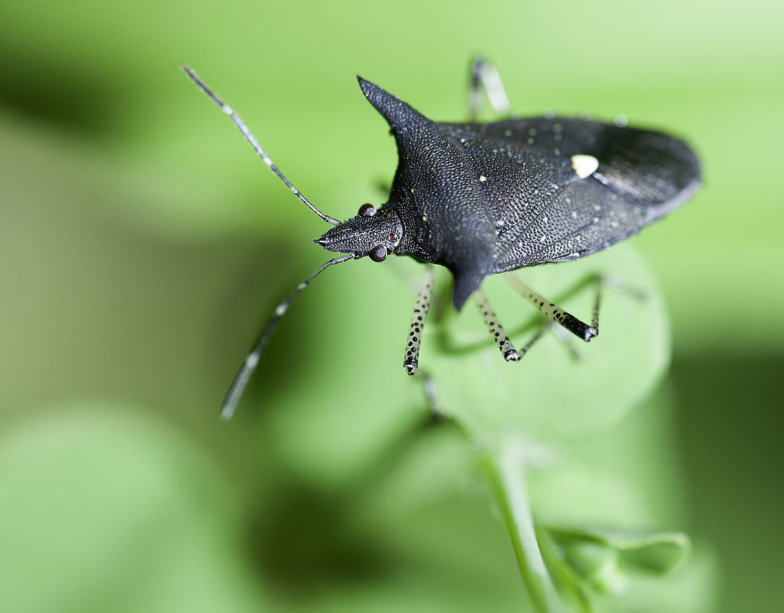 Proxys victor Found him today raiding what is left of my tomatillos.<br />
I liked his leggings and his landing lights.<br />
here is a loooong writeup.<br />
<a href="http://entnemdept.ufl.edu/creatures/misc/bugs/black_stink_bug.htm" rel="nofollow">http://entnemdept.ufl.edu/creatures/misc/bugs/black_stink_bug.htm</a><br />
 Costa Rica,Geotagged,Insects,Proxys victor,Winter,shield bug