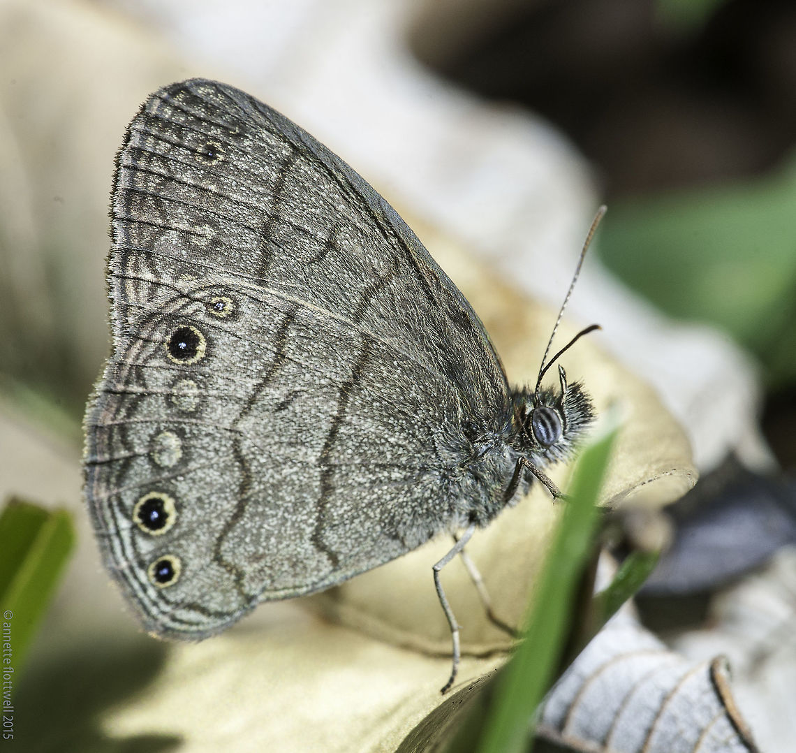 Hermeuptychia hermes My trip round the garden on Christmas eve , just after I got out from under a car, was successful, 2 new species :)<br />
This one isn't new, they are omnipresent but these ground dwellers are difficult to get in a photo. Costa Rica,Euptychiina,Geotagged,Hermeuptychia hermes,Nymphalidae,Satyrinae,Winter,butterflies