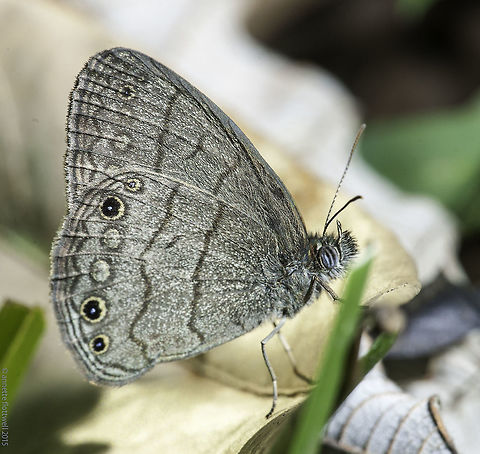 Hermeuptychia hermes My trip round the garden on Christmas eve , just after I got out from under a car, was successful, 2 new species :)
This one isn't new, they are omnipresent but these ground dwellers are difficult to get in a photo. Costa Rica,Euptychiina,Geotagged,Hermeuptychia hermes,Nymphalidae,Satyrinae,Winter,butterflies
