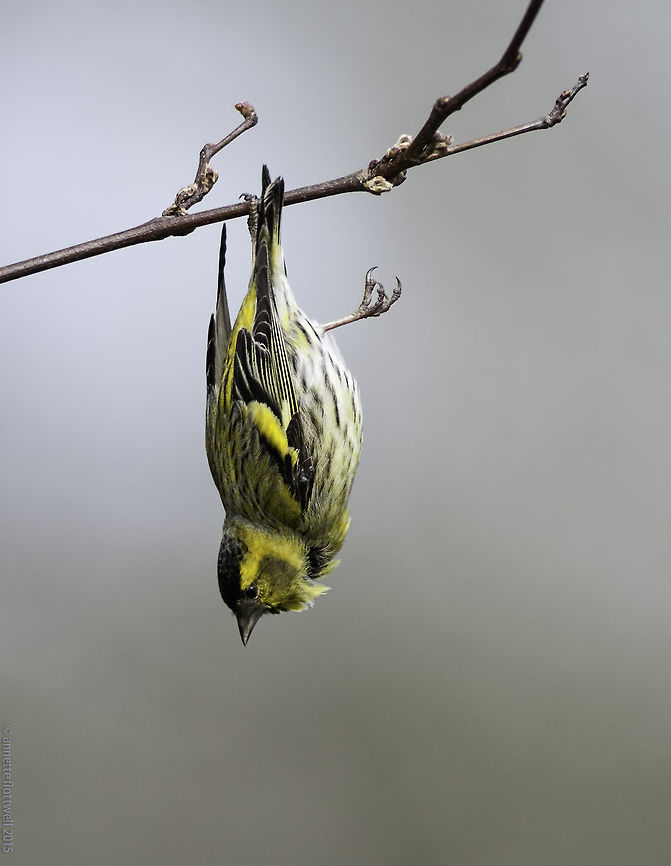 siskin's flying circus I shot this one more than 2 years ago with a manual 600mm and I must admit it is one of my favourites.<br />
If you want I&#039;ll post what happened next Eurasian siskin,France,Geotagged,LensTagger,Spinus spinus,Spring,bird,finch