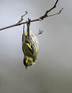 siskin's flying circus I shot this one more than 2 years ago with a manual 600mm and I must admit it is one of my favourites.
If you want I'll post what happened next Eurasian siskin,France,Geotagged,LensTagger,Spinus spinus,Spring,bird,finch