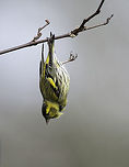 siskin's flying circus I shot this one more than 2 years ago with a manual 600mm and I must admit it is one of my favourites.<br />
If you want I'll post what happened next Eurasian siskin,France,Geotagged,LensTagger,Spinus spinus,Spring,bird,finch