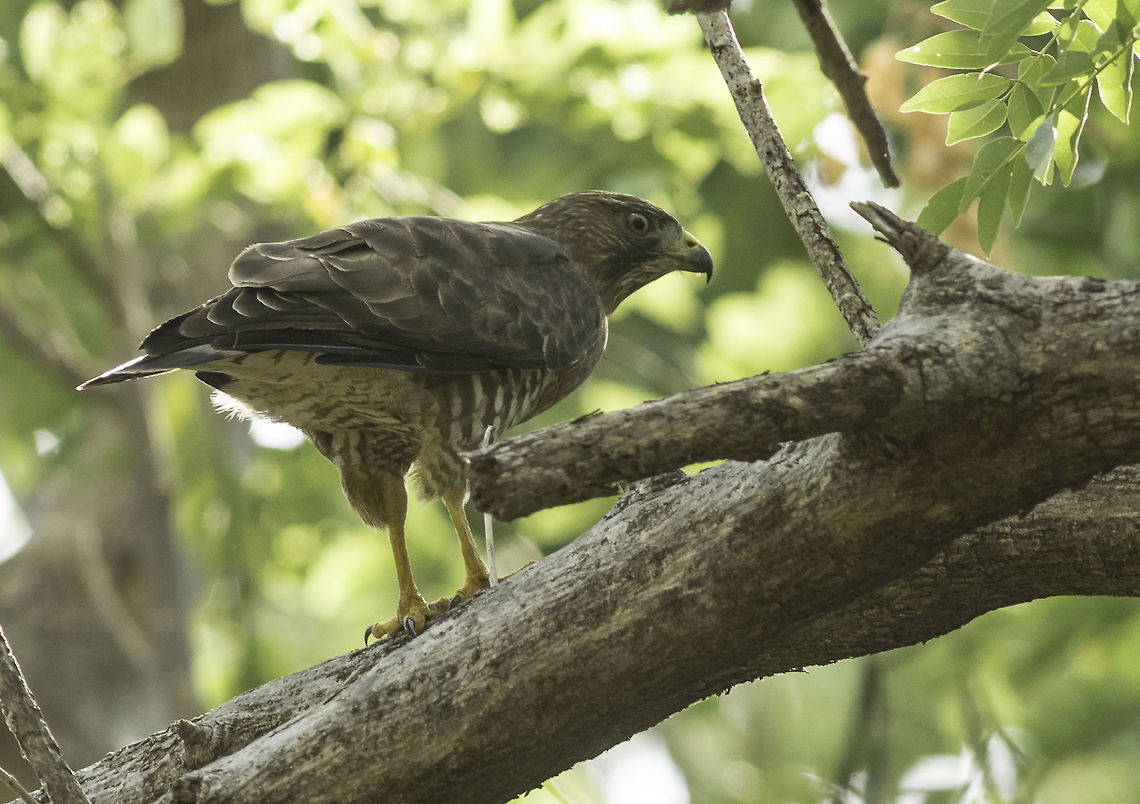 accipiter by a remote lowland track We went exploring some remote tracks today and I ws lucky enough to get this small raptor.<br />
Unfortunately I&#039;m not really sure what he is. Rupornis magnirostris or buteo magnirostris might be it but in spite of Carlos&#039; great book he is tricky, he might be a juvenile so I get confused.<br />
Edit... Another hour searching and I think it is Buteo platypterus Broad-winged Hawk,Buteo platypterus,Costa Rica,Geotagged,Winter,accipiter