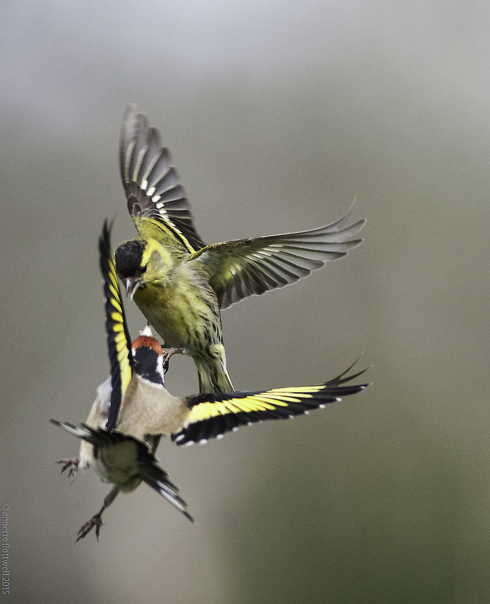 siskin's flying circus part two here is the sequel of this shot<br />
<figure class="photo"><a href="https://www.jungledragon.com/image/35208/siskins_flying_circus.html" title="siskin&#039;s flying circus"><img src="https://s3.amazonaws.com/media.jungledragon.com/images/2552/35208_thumb.jpg?AWSAccessKeyId=05GMT0V3GWVNE7GGM1R2&Expires=1763596810&Signature=1epzgCGlOLjdELL48h59WuDJB2c%3D" width="118" height="152" alt="siskin&#039;s flying circus I shot this one more than 2 years ago with a manual 600mm and I must admit it is one of my favourites.<br />
If you want I&#039;ll post what happened next Eurasian siskin,France,Geotagged,LensTagger,Spinus spinus,Spring,bird,finch" /></a></figure><br />
specially for Ferdie :) Birds,Eurasian siskin,France,Geotagged,LensTagger,Spinus spinus,Spring,finch,goldfinch,siskin