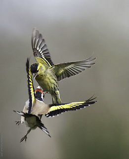 siskin's flying circus part two here is the sequel of this shot
http://www.jungledragon.com/image/35208/siskins_flying_circus.html
specially for Ferdie :) Birds,Eurasian siskin,France,Geotagged,LensTagger,Spinus spinus,Spring,finch,goldfinch,siskin