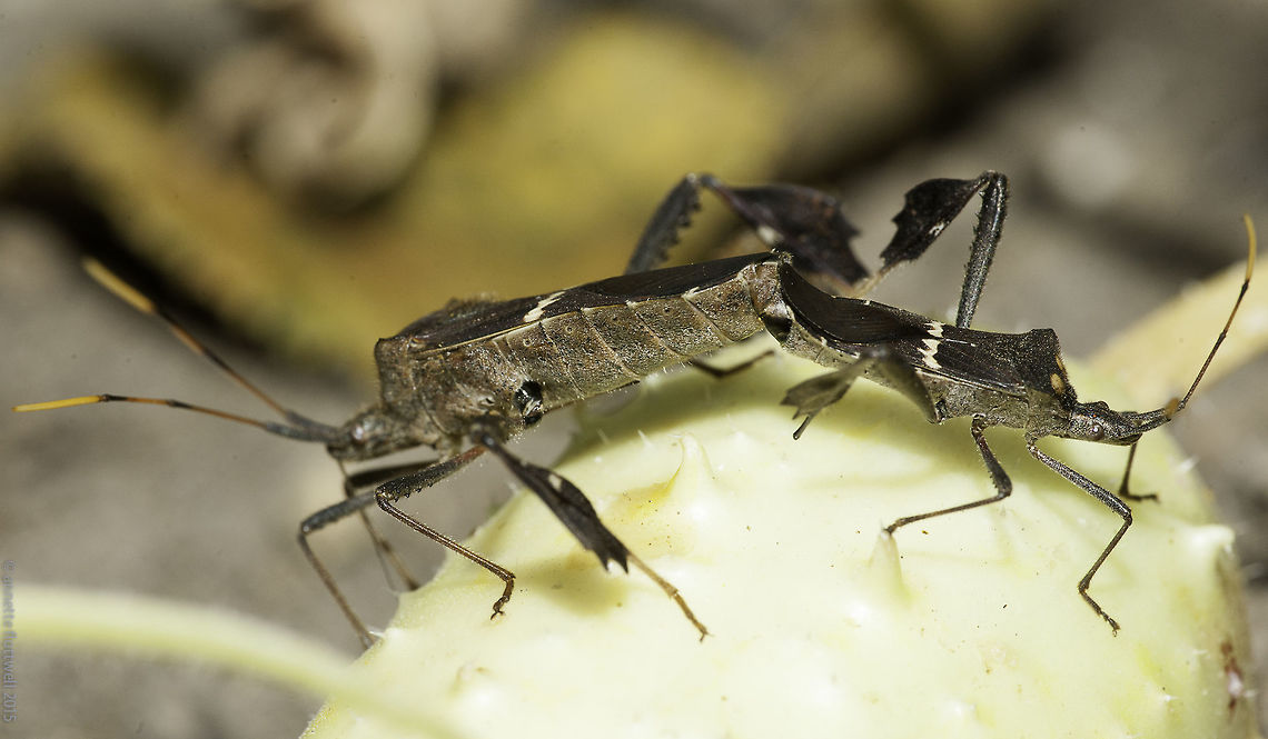 Leptoglossus zonatus Today, on the side of my newly discovered track. A bit of insex for boxing day.<br />
There are Coreidae,Costa Rica,Geotagged,Insects,Leptoglossus zonatus,Winter,hemiptera,insex