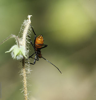 Coreid nymph - Leptoglossus The result of this here
http://www.jungledragon.com/image/35226/leptoglossus_zonatus_22_of_27.html
http://www.jungledragon.com/image/35228/leptoglossus_zonatus_top_view.html Coreidae,Costa Rica,Geotagged,Insects,Leptoglossus zonatus,Winter,hemiptera,nymph