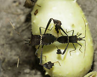 Leptoglossus_zonatus top view A bit of insex on top of what seems to be a wild type of Cucurbita. I have taken the whole family.<br />
http://www.jungledragon.com/image/35226/leptoglossus_zonatus_22_of_27.html<br />
Coreidae,Costa Rica,Geotagged,Leptoglossus zonatus,Winter,hemiptera,insects,insex