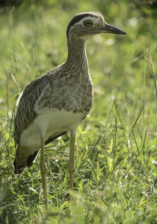 thickknee Burhinus bistriatus Completely new to me, I was well pleased.<br />
Spotted a couple in a paddock near a very rarely used track, almost in the lowlands Burhinus bistriatus,Costa Rica,Double-striped thick-knee,Geotagged,Winter,birds,thickknee