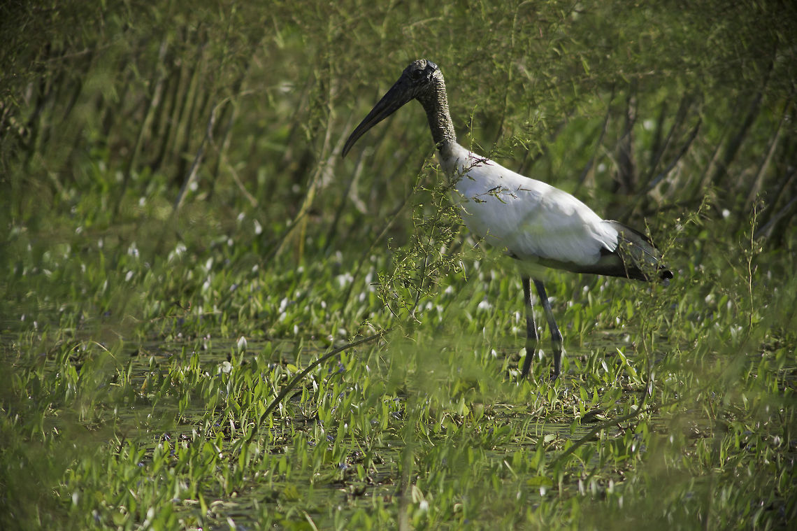 Woodstork Mycteria_americana Two new birds today, that is a Christmas gift.<br />
This one was near a cattle pond, I first thought it was an ibis. Costa Rica,Geotagged,Mycteria americana,Mycteria_americana,Winter,Wood Stork,Woodstork,aves,birds