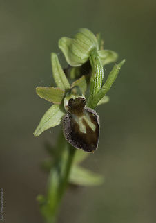 Ophrys sphegodes-primeras orquídeas araña near a limestone quarry, Argentine Early Spider-orchid,France,Geotagged,Ophrys sphegode,Ophrys sphegodes,Spring