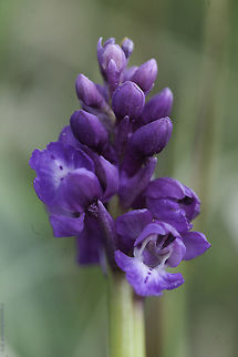 Early Purple Orchid_-Orchis mascula Plateau d'argentine is home to many different orchids. I have counted 14, but I know there are more. France,Geotagged,Orchis mascula,Spring