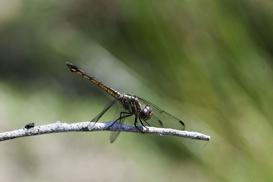 neurobasis chinensis surveying a pond, Kuala Selangor park Geotagged,Lathrecista asiatica,Libellulidae,Malaysia,Neurobasis chinensis,Winter,dragonfly,neurobasis chinensis,odonata,skimmer