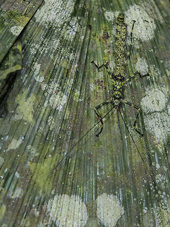 Can you see me? A master of camouglage.
Thanks to wildflower for her Eagle Eyes.
To be honest,  I only saw it because I first saw it from the side.
http://www.jungledragon.com/image/35281/side_view_of_the_strange_stick_insect_-_aschiphasma_annulipes.html Aschiphasma annulipes,Black and green phasma,Geotagged,Malaysia,Phasmatodea,camouflage,stick insect