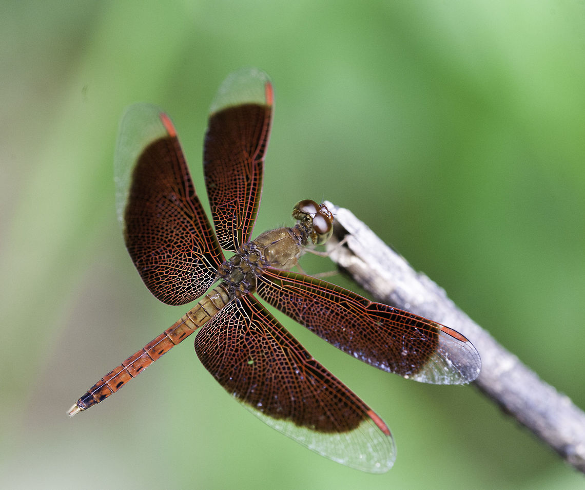 Neurothemis fluctuans in a neglegted park in Kota Damansara, Selangor. This former nature track has become a dumping ground for builders. Geotagged,Insects,Libellulidae,Malaysia,Neurothemis fluctuans,Red Grasshawk,Winter,skimmer