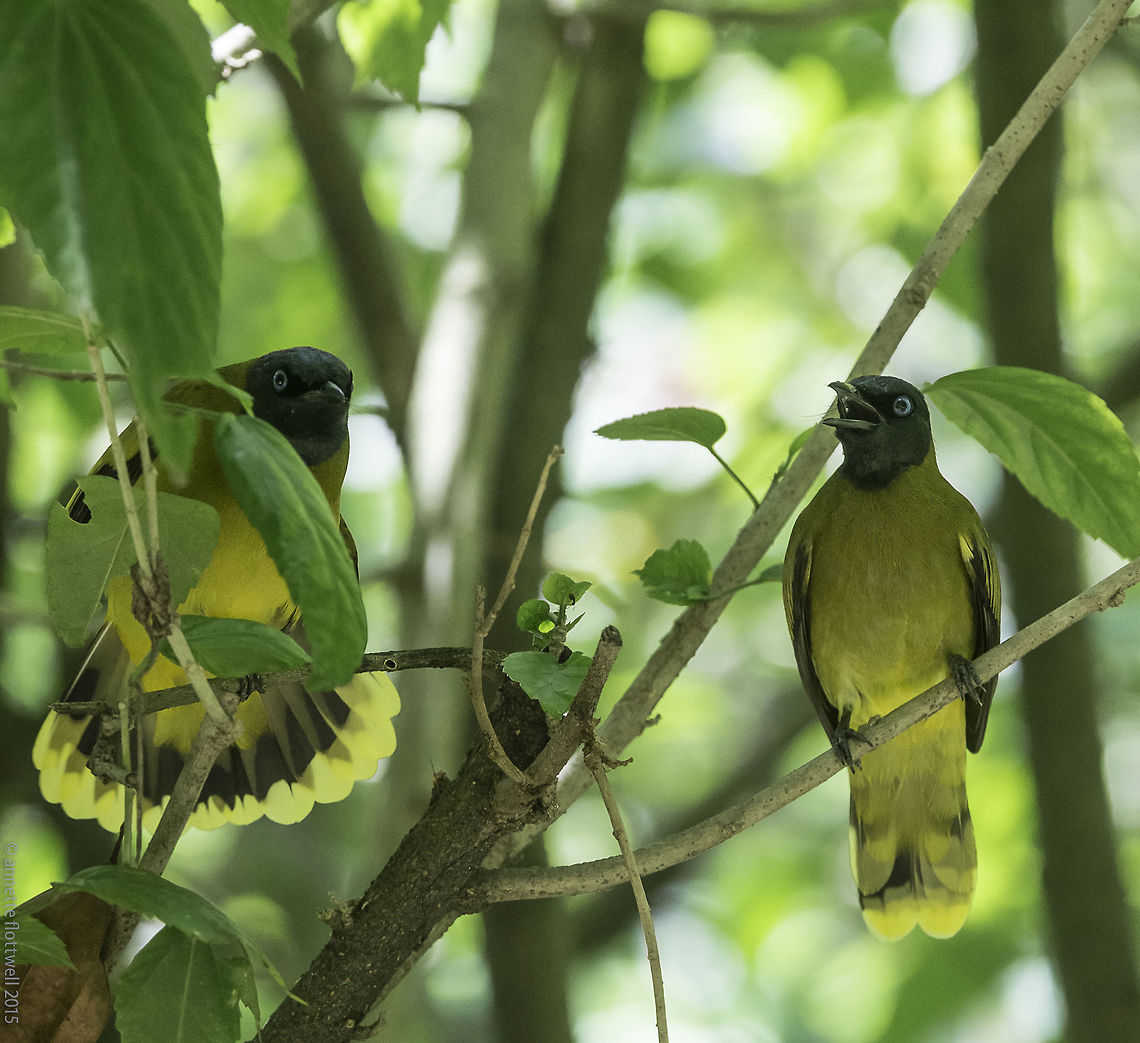 Black-headed_Bulbul Pycnonotus atriceps I wonder what they were doing, enjoyed the show but didn&#039;t dare to get much closer. When I did in the end, one flew off. Black-headed Bulbul,Black-headed_Bulbul,Bulbul Pycnonotus atriceps,Fall,Geotagged,Malaysia,Pycnonotus atriceps