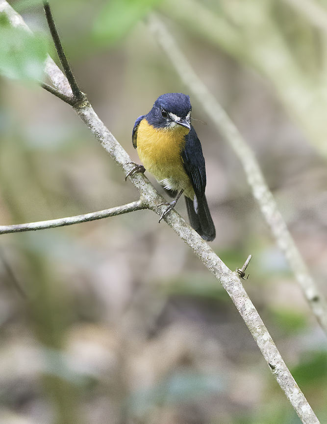Mangrove-blue_Flycatcher-Cyornis_rufigastra My friemd Francis and I spent hours looking for decent birds till we saw those towards the end of a long walk. In all we found 7 species so it was not too bad Cyornis rufigastra,Fall,Geotagged,Malaysia,Mangrove blue flycatcher