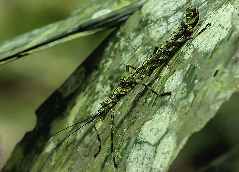 Side view of the strange stick insect - Aschiphasma annulipes here is a side view of 
http://www.jungledragon.com/image/35253/can_you_see_me.html
hope it helps a bit Aschiphasma annulipes,Black and green phasma,Geotagged,Malaysia,not identified yet,stick insect