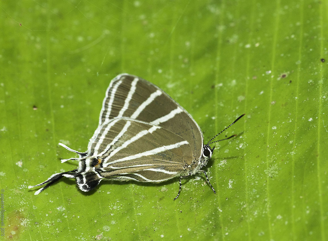 Laothus barajo Today I saw a new hairstreak in the güititi tree, as I approached he conveniently showed off the very blue inside and landed on a bigger leaf.<br />
<a href="http://butterfliesofamerica.com/laothus_barajo.htm" rel="nofollow">http://butterfliesofamerica.com/laothus_barajo.htm</a><br />
<a href="http://www.neotropicalbutterflies.com/Site" rel="nofollow">http://www.neotropicalbutterflies.com/Site</a> Revision/Pages/HairstreakPages/Allosmaitia_Section/Allosmaitia_Pages/Laothus_barajo.html Barajo hairstreak,Butterfly,Costa Rica,Geotagged,Laothus barajo,Winter,hairstreak,insect,lycanidae
