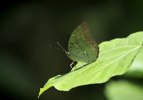 Bassarona dunya_dunya - The Great Marquis Another beauty from the forests in Perlis. I have found that you find more wildlife OUTSIDE the national park. Bassarona dunya,Bassarona dunya dunya,Fall,Geotagged,Lepidoptera,Malaysia,Nymphalidae,butterfly