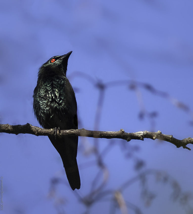 Asian_Glossy_Starling-Aplonis_panayensis Sorry I know there is another photo but I couldn&#039;t quite see the colour so I thought one in the sun might be welcome. Aplonis panayensis,Asian Glossy Starling,Asian glossy starling,Geotagged,LensTagger,Malaysia,Winter,birds