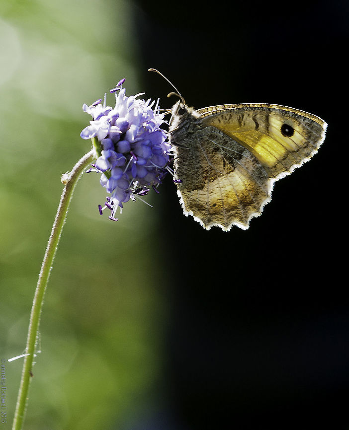False_Grayling-Arethusana_arethusa One of my favourite places to 'hunt' insects was a lake I baptized  l'&eacute;tang des moustiques- the mozzie lake.<br />
I found loads of herbs, butterflies and dragons there. <br />
Three months before we left they drained the lake, bulldozed the sides and conreted the access. Just to make the 'sport' of fishing easier for the few idiots who 'needed' that. It was one of the best habitats for the protected large blue. Yes I tried my best but it was hopeless. Arethusana,Arethusana arethusa,France,Geotagged,Insects,Nymphalidae,Summer,butterfly