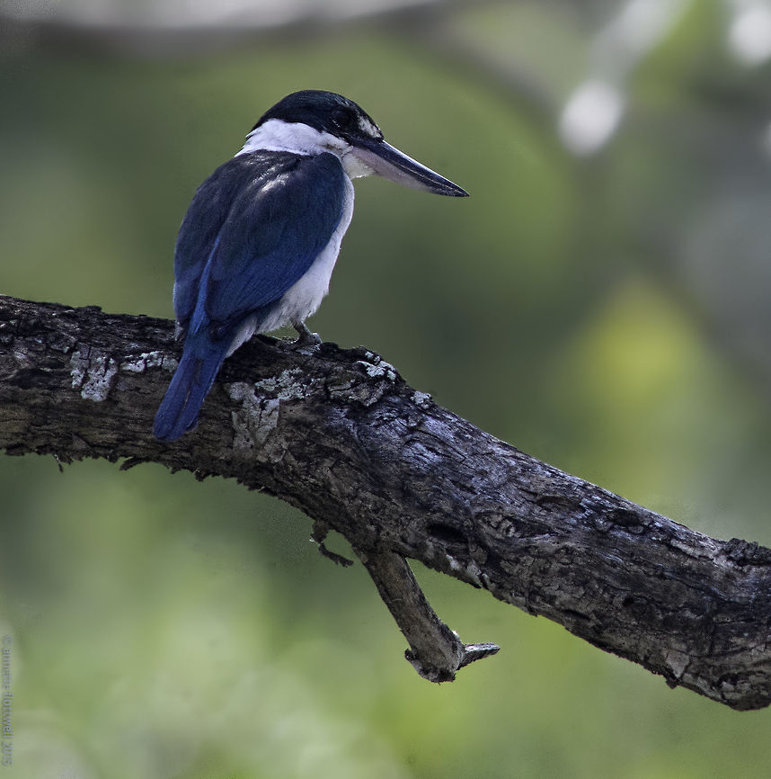 Collared Kingfisher Todiramphus chloris Was trying to shoot Brahmini kites when Chris spotted him.<br />
Malaysian bliss :) Collared Kingfisher,Geotagged,LensTagger,Malaysia,Todiramphus chloris,Winter,aves,bird,collared kingfisher