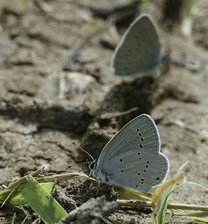 cupido_minimus_-_small_blue France's smallest butterfly, taking in minerals in a country track. I used to drive these tracks in 2nd or first low ready to stop and jump out if I spotted something or some plants looked promising. Sometimes the wildlife was right on the track. Cupido minimus,France,Geotagged,Small blue,Summer,cupido minimus,lycanidae,small blue