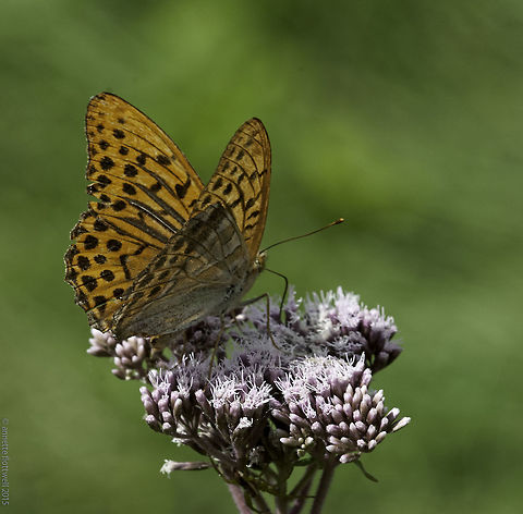 Argynnis_paphia-Silver-washed_Fritillary the bord of the mozzie lake was full of hemp agrymony,which attracted zillions of nectaring insects. Argynnis Paphia,Argynnis paphia,France,Geotagged,Nymphalidae,Silver-washed Fritillary,Summer,hemp agrymony,silver washed fritillary