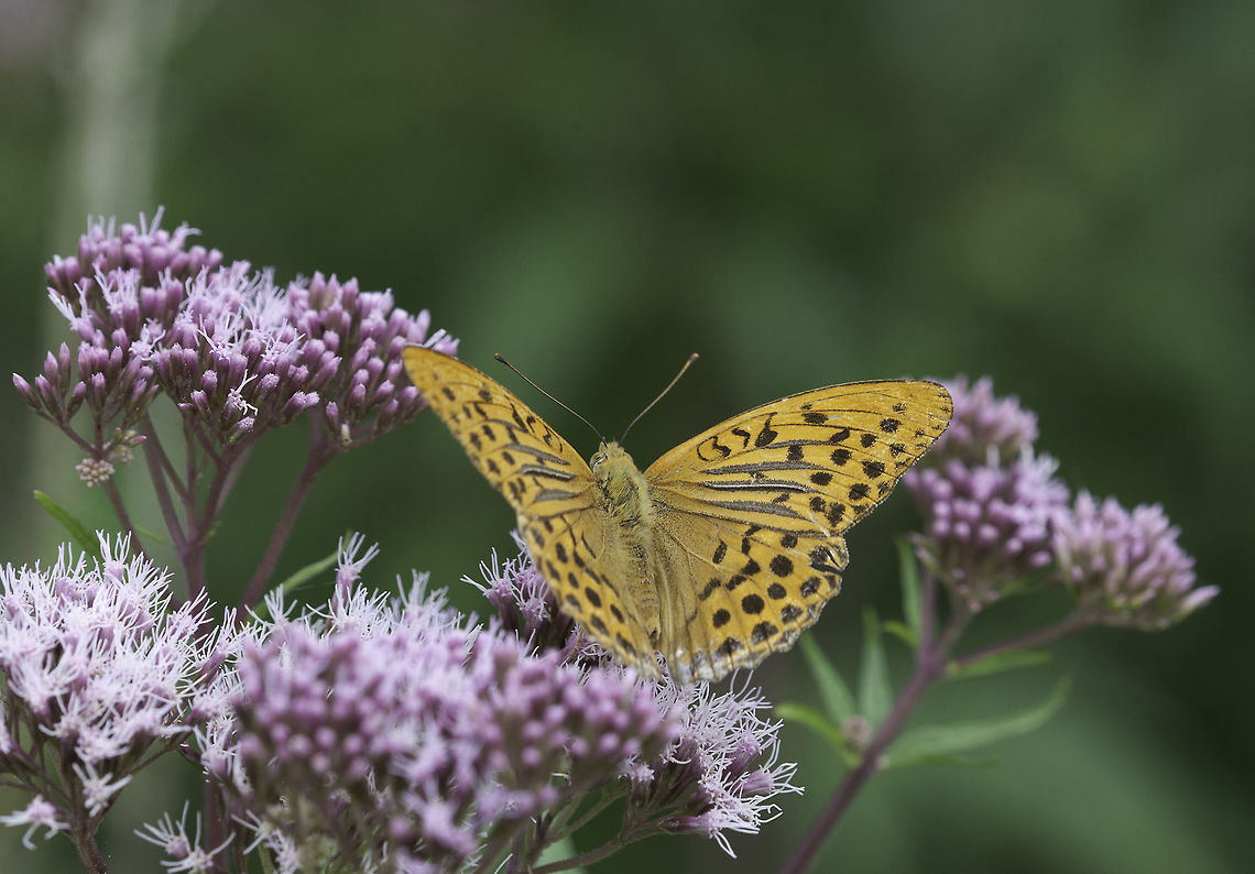 Argynnis_paphia-Silver-washed_Fritillary another view of lower and Fritillary Argynnis paphia,France,Geotagged,Silver-washed Fritillary,Silver-washed_Fritillary,Summer,hemp agrimony