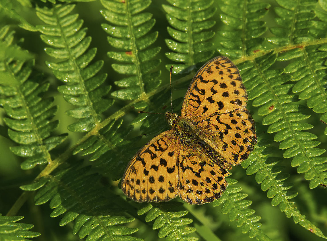 brenthis_daphne_and_fern There was a spot on my way to work where I used to stop for a few minutes - occasionally till i was late because of a rich supply in butterflies. In the afternoon it was all in the shadow. Brenthis daphne,France,Geotagged,Nymphalidae,Summer,brenthis daphne,butterfly,fern,mariposa,papillon