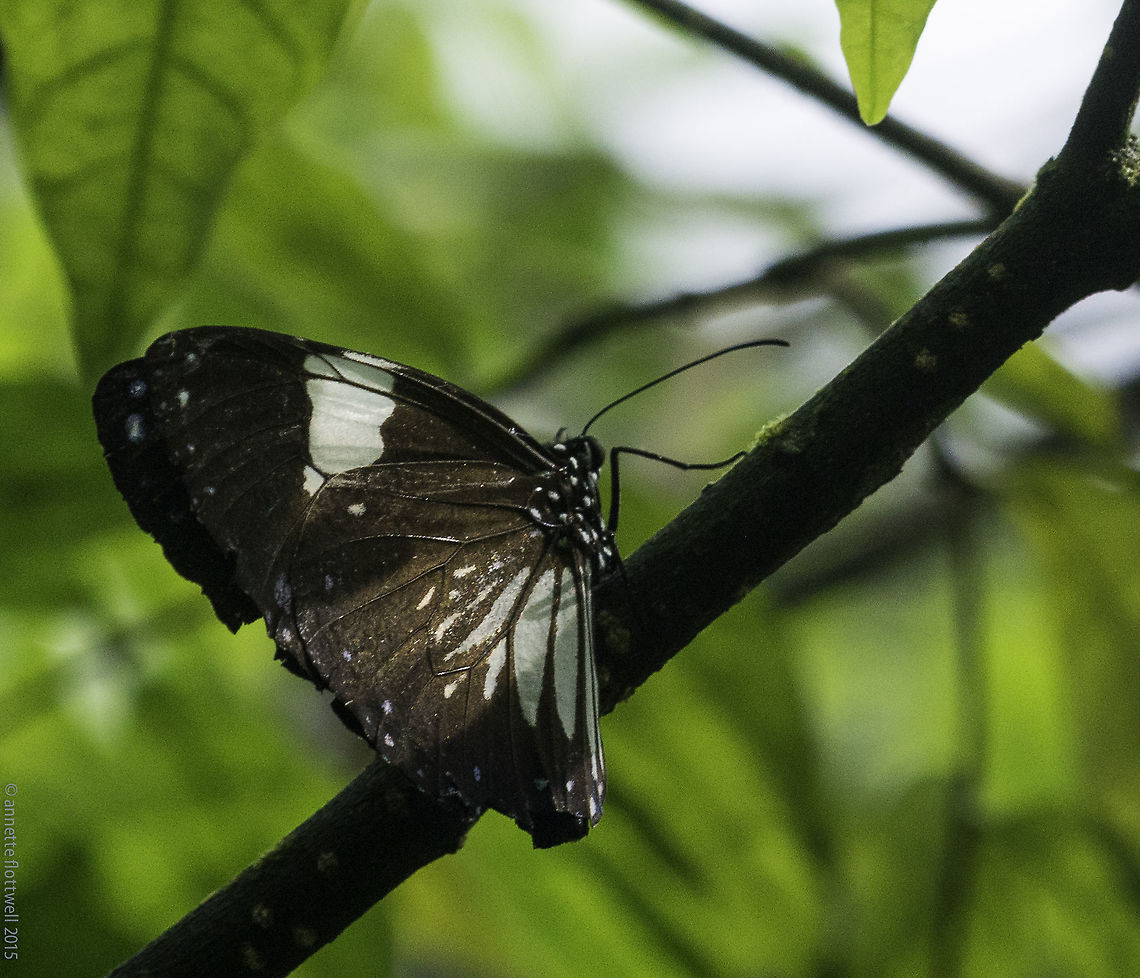 Magpie_Crow-Euploea_radamanthus-2 Deep in the forest near Kuala Lipis, about 700m above sea level. There is a little national nature reserve for the rozzer barracks and school, that one 2 hour walk got me about 10 species :) <br />
Nobody knows about the park and you need a recommendation from the locals to get through the barracks ... no problem they guide you on a motorbike. Butterfly,Euploea radamanthus,Fall,Geotagged,Magpie Crow,Magpie crow,Malaysia,Nymphalidae,danainae