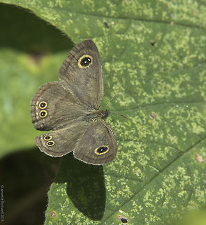 Mycalesis janardana sagittigera