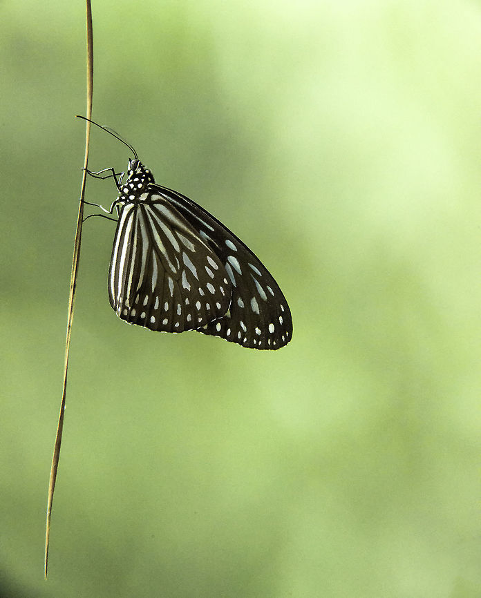 Ideopsis_vulgaris macrina-blue_tiger This is one for you Ferdie <a href="https://www.jungledragon.com/user/2/ferdy_christant.html" class="user" title="view Ferdy Christant's profile"><img src="https://secure.gravatar.com/avatar.php?gravatar_id=9005b531138a6839fc232c8a70da3aa5&d=identicon&size=80" alt="Ferdy Christant" /><em>Ferdy Christant</em></a><br />
Look at the EXIF.. it was pretty dim in the forest and the built in D800 flash does not do a good job with flutterbies.<br />
The recipe is : in DFine use the colour method, click preserve edges and only select the green and black, or whatever colour is problematic, turn the reduction off for white.<br />
I needed a smaller aperture because the flutterbie was at an angle and sometimes you have to creep up to a decent background. Blue Glassy Tiger,Butterfly,Fall,Geotagged,Ideopsis vulgaris,Ideopsis_vulgaris,Malaysia,Nymphalidae,dananinae,macrina-blue tiger