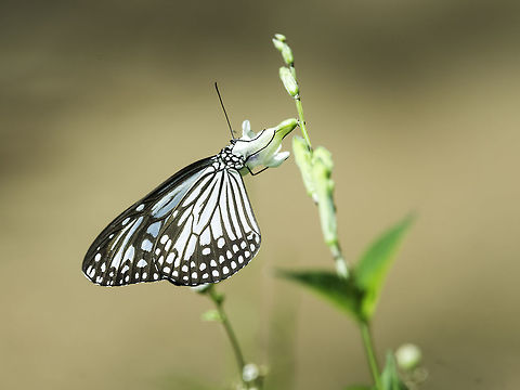 Parantica_aglea_melanoides_-_The_Glassy_Tiger another one from the Perlis forest, not a park, just somewhere following a track on Waze :) Fall,Geotagged,Glassy Tiger,Malaysia,Nymphalidae,Parantica aglea,Parantica aglea melanoides,The Glassy Tiger,dananinae
