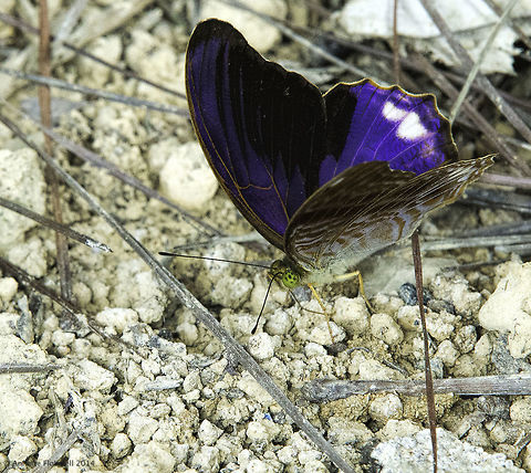 Terinos_terpander robertsia Watched this one for about 5 minutes, fluttering by and never stopping with its tantalizing blue. Only managed to get one open shot that is really sharp :) with my super duper 'macro' lens.
GRRR.
No wiki page
and yes it was in a relatively open forest but not under 600m.
http://butterflycircle.blogspot.com/2013/08/life-history-of-royal-assyrian.html
http://www.learnaboutbutterflies.com/Malaysia - Terinos terpander.htm
 Butterfly,Fall,Geotagged,Malaysia,Royal Assyrian,Terinos terpander robertsia,Terinos_terpander robertsia,nymphalidae