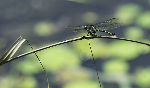 Ictinogomphus decoratus melaenops a break from the butterflies but still Kuala Lipis
for once I think I got it right :)
 Common Clubtail,Fall,Geotagged,Ictinogomphus decoratus,Ictinogomphus decoratus melaenops,Libellulidae,Malaysia,odonata
